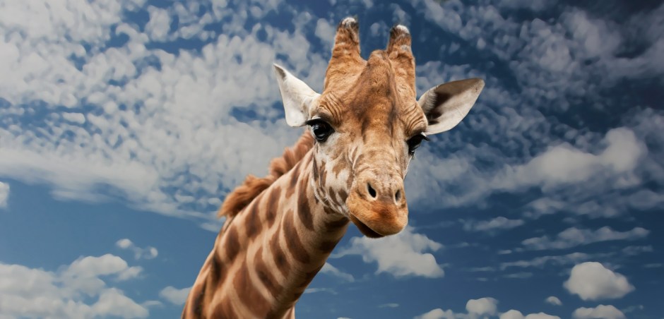 giraffe-614141_1920